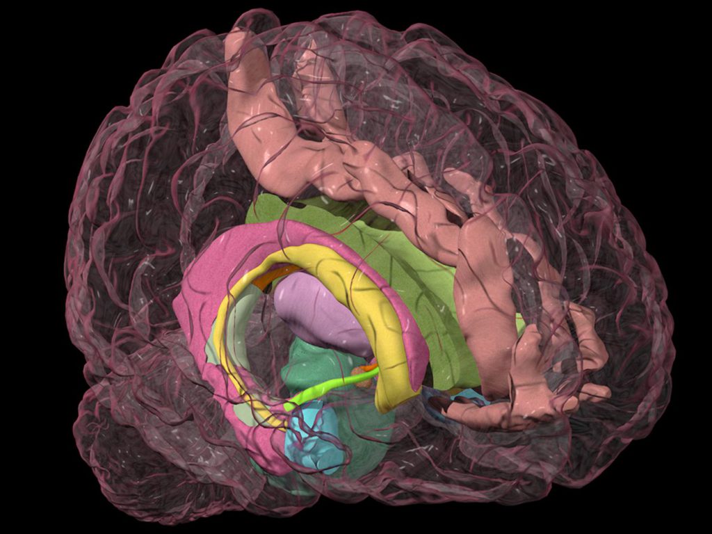 what-part-of-the-brain-controls-emotions-the-winning-zonethe-winning